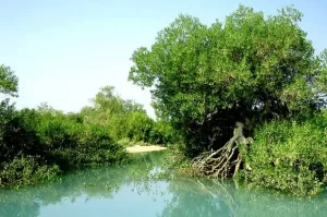 وجود بیش از ۲۷ هزار هکتار جنگل حرّا در ایران