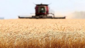 خرید تضمینی گندم در اصفهان ۱۰۰ درصد افزایش یافت