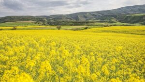 خوداتکایی دانه‌های روغنی مستلزم تخصیص اعتبار سالانه ۴۰ همت