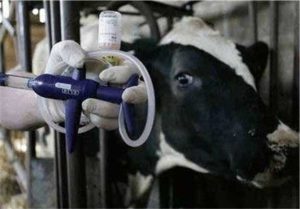 کمیسیون کشاورزی خواستار استمهال ۹ماهه تسهیلات بانکی دامداران خسارت‌دیده از تب برفکی شد