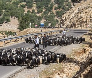 ورود زودهنگام عشایر به استان اصفهان ممنوع است