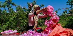 سهم اندک ایران از تجارت جهانی گل محمدی