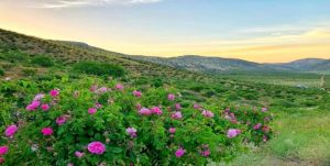 آغاز برداشت گل محمدی از گلستان‌های نطنز