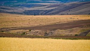 طرح جهش تولید در دیمزارها راهی برای رسیدن به خودکفایی محصولات اساسی