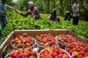 افزایش ۱۰ درصدی ارزش صادرات محصولات کشاورزی در سال جاری