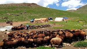 ۳۰ درصد دام مولد کشور ذبح شد