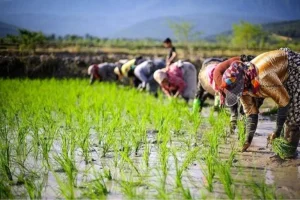 کشور نیازی به واردات برنج ندارد