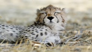 مدیر ملی پروژه حفاظت از یوزپلنگ آسیایی منصوب شد