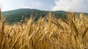 ضرورت پرداخت مطالبات گندم ۷۲ ساعت پس از خرید