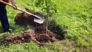 حفاظت از درختان کاشته شده از اولویت‌های مهم سازمان منابع طبیعی است