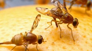 هشدار سازمان حفظ نباتات بر لزوم کنترل به‌موقع آفات کشاورزی