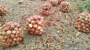 خرید توافقی پیاز از کشاورزان جنوب کشور از شنبه آغاز می‌شود