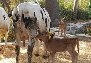 تحقق تولید سالانه ۱۰ هزار جنین دامی در ایران / ۲۵ سال تلاش برای استقلال ژنتیکی دام