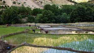 تخصیص ۶ هزار میلیارد تومان به طرح ملی آبخیز تا جالیز در سال‌جاری