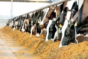 تورم تولیدکننده بخش زراعت و دامداری اعلام شد