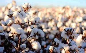 دو رقم جدید پنبه مقاوم به کم‌آبی معرفی شد