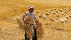 جزئیات بیمه فراگیر گندم تشریح شد