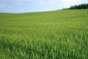 نایب‌رئیس کمیسیون اصل ۹۰: بحران آب تهدیدی برای امنیت غذایی کشور است