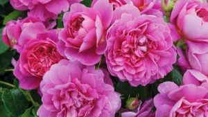 ایران بزرگترین تولیدکننده گل محمدی در دنیا