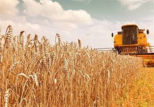 سردرگمی در آمار گندم؛ 14 میلیون تن تولید یا 8.5 میلیون تن خرید؟